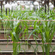 Illustration for article titled Corn Grown in Space Caves Could Be the Future of Farming